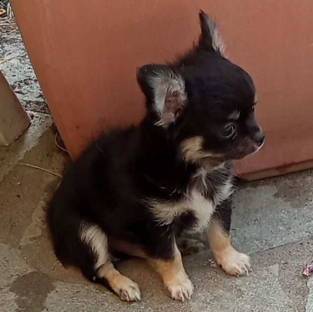 Chihuahua maschio a pelo lungo con pedigree ENCI