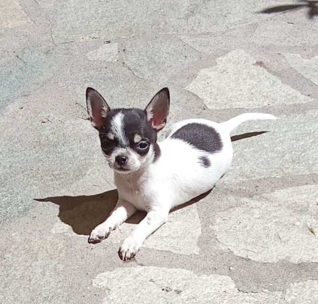 Chihuahua maschio con pedigree Enci