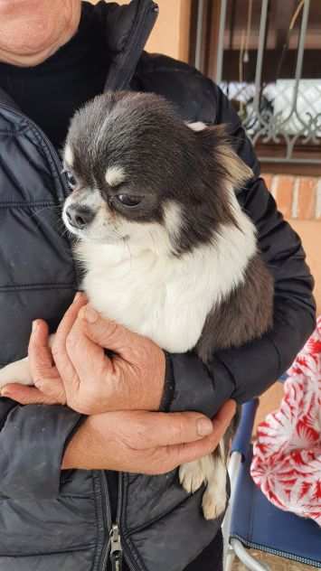 Chihuahua maschio pedigree