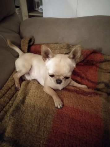 Chihuahua maschio per monte