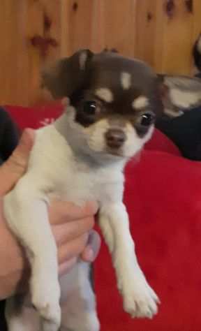 Chihuahua messicano toy