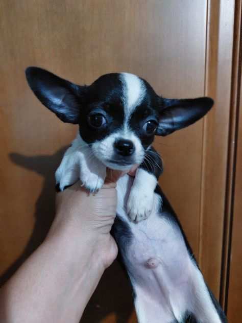 Chihuahua micro