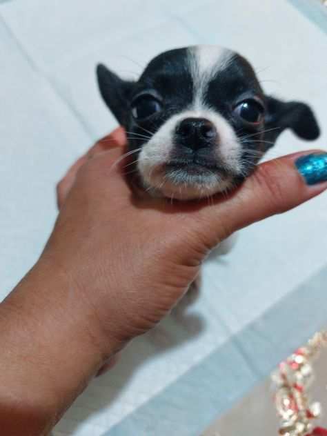 Chihuahua micro