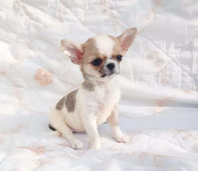 Chihuahua micro pedigree