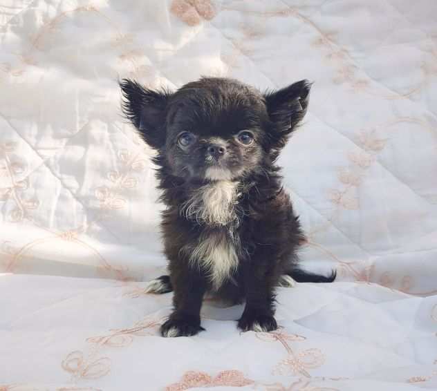 Chihuahua micro pedigree