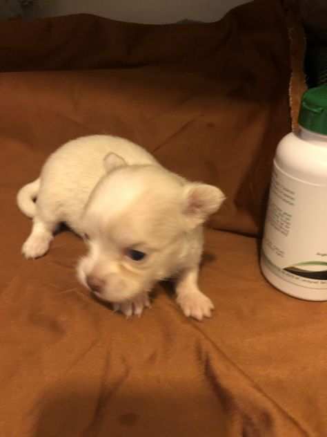 Chihuahua mini