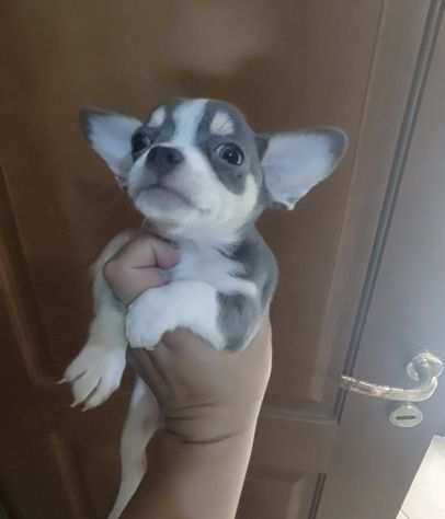 Chihuahua mini