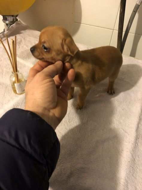 Chihuahua mini