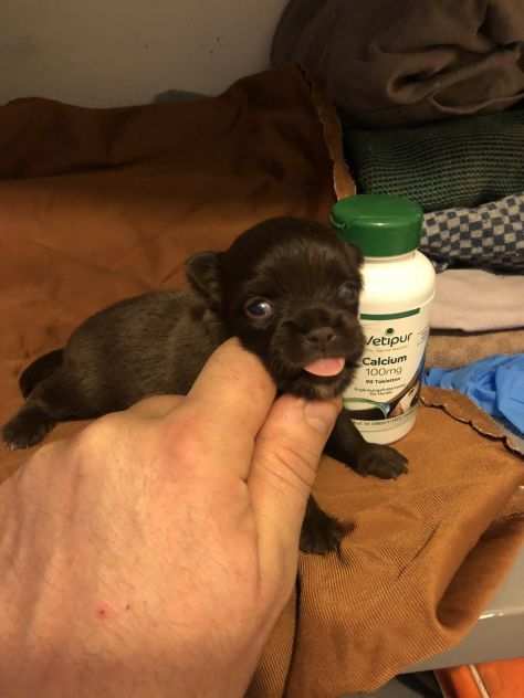 Chihuahua mini