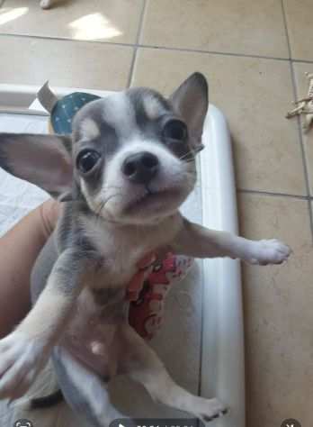 Chihuahua mini