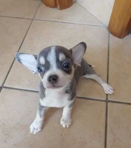 Chihuahua mini