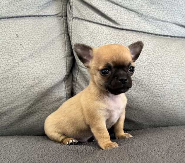 Chihuahua mini con pedigree