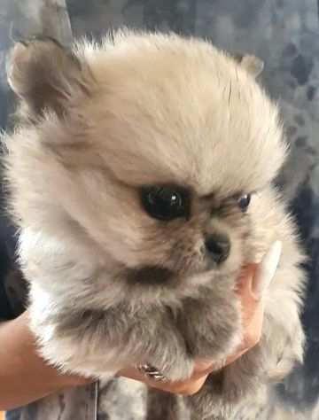 Chihuahua mini pedigree