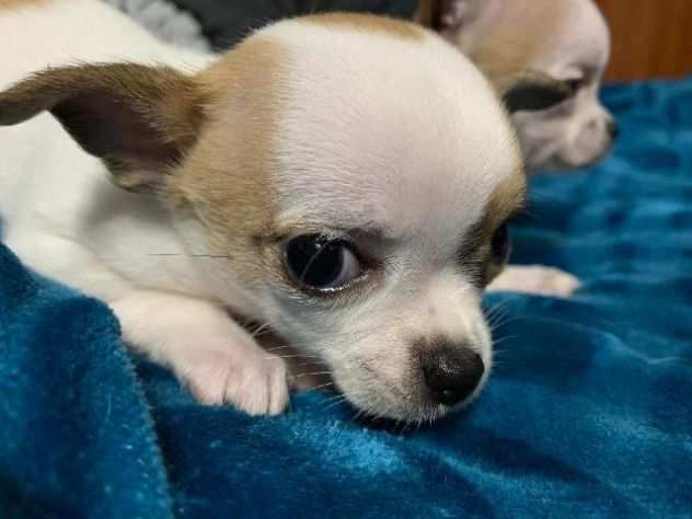 CHIHUAHUA MINI TOY