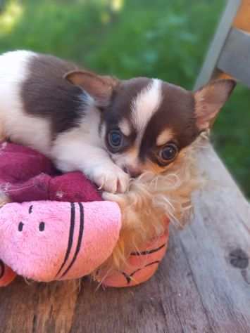 Chihuahua mini toy cucciolo