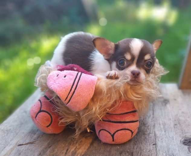 Chihuahua mini toy cucciolo