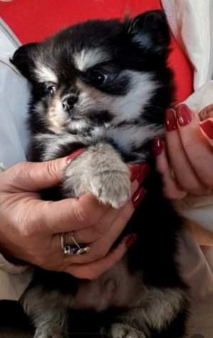 Chihuahua mini toy maschietto