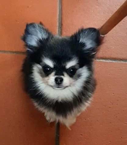 Chihuahua mini toy maschietto