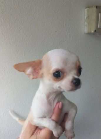 CHIHUAHUA MINY TOY