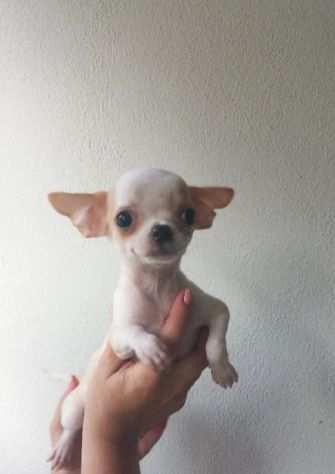 CHIHUAHUA MINY TOY