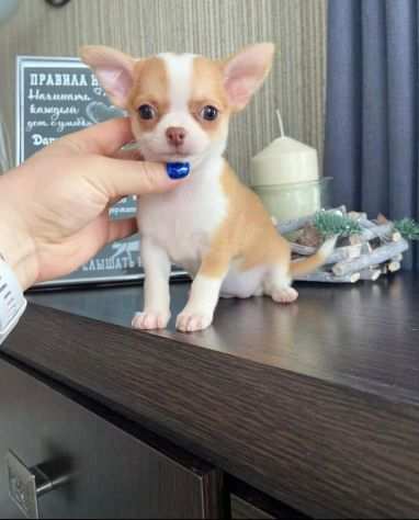 Chihuahua nano toy