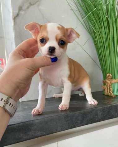 Chihuahua nano toy