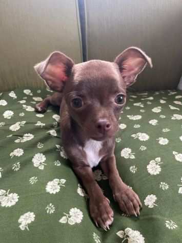 Chihuahua occhi blu