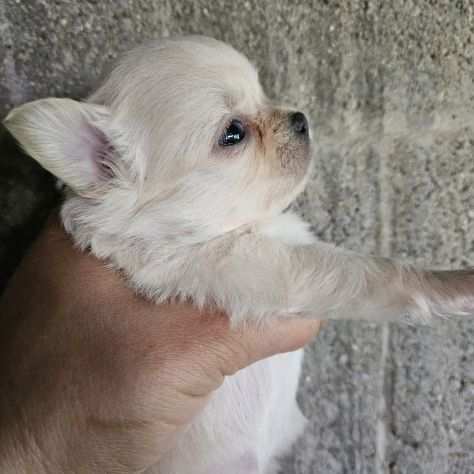 Chihuahua pedigree Enci