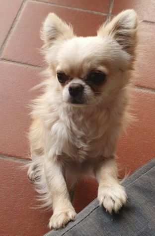 Chihuahua pedigree ENCI accoppiamento