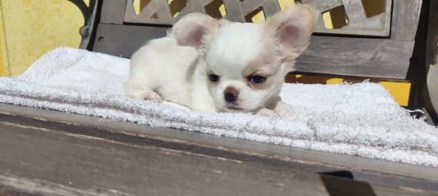 Chihuahua pelo lungo