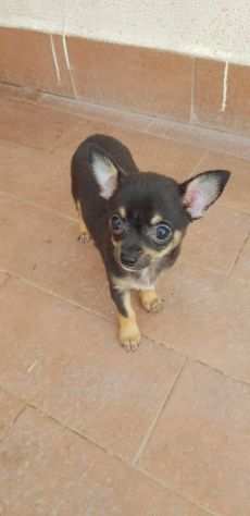 Chihuahua puri