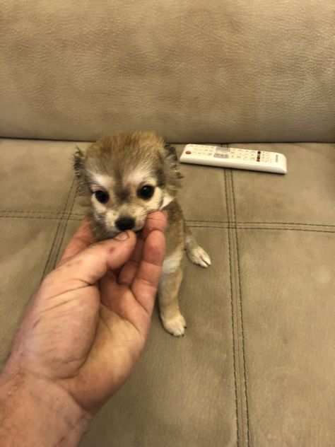 Chihuahua toy