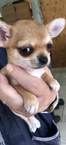 Chihuahua toy