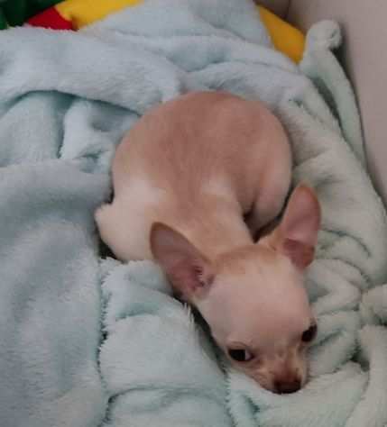 Chihuahua toy