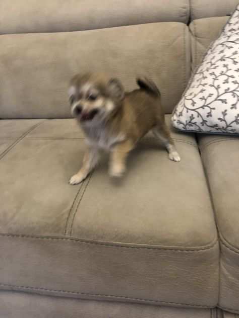 Chihuahua toy