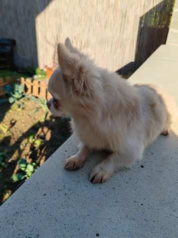 Chihuahua toy con pedigree enci