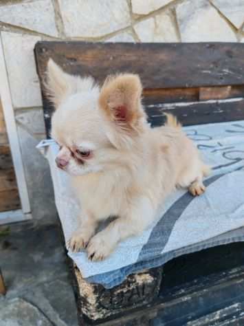 Chihuahua toy con pedigree enci