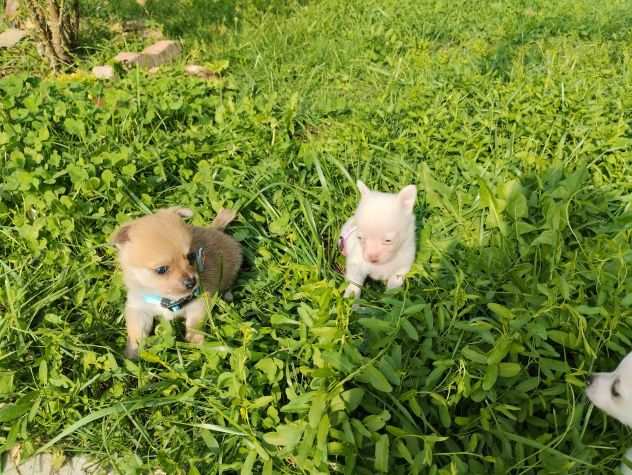 Chihuahua toy cuccioli