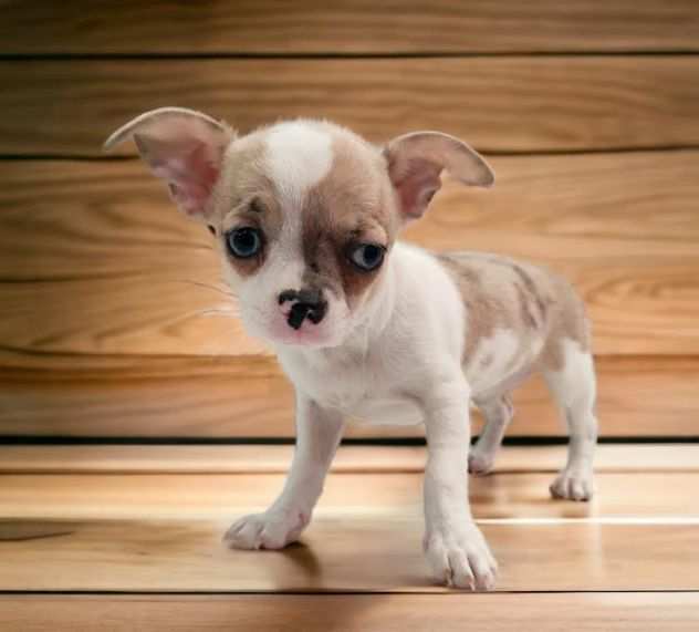 Chihuahua toy cuccioli bianchi arancio da 60euromese