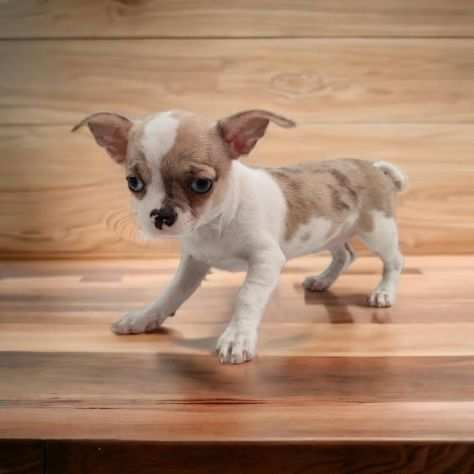 Chihuahua toy cuccioli bianchi arancio da 80euro mese