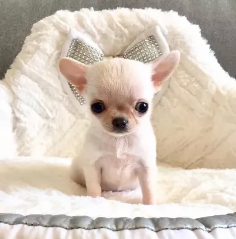 Chihuahua toy cuccioli da 80euro al mese
