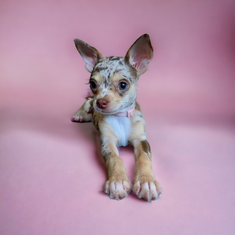 Chihuahua toy cuccioli da 80euro mese