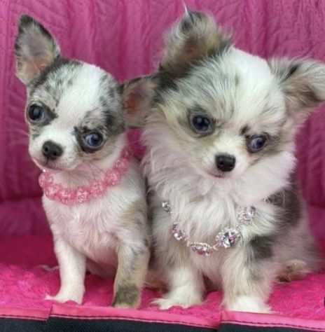 Chihuahua toy cuccioli merle da 70 euro al mese