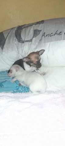 Chihuahua toy e mini