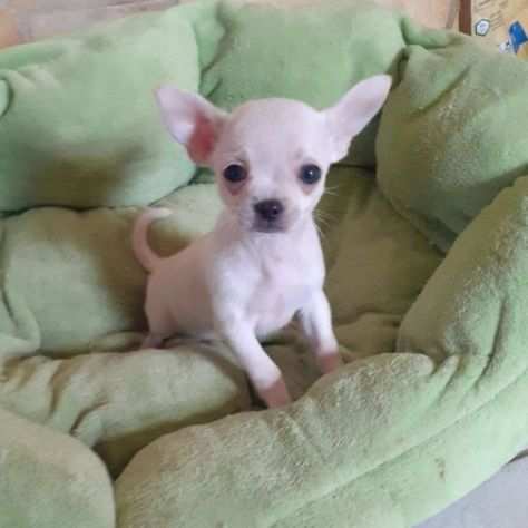 Chihuahua toy e mini