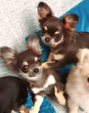 Chihuahua toy femmina pedigree