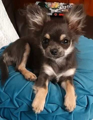 Chihuahua toy femmina pedigree