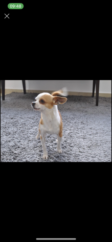 Chihuahua toy maschio