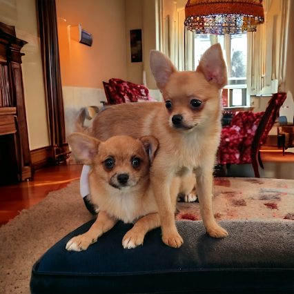 CHIHUAHUA TOY pagamento rate