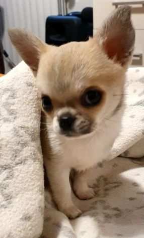 Chihuahua toy pedigree